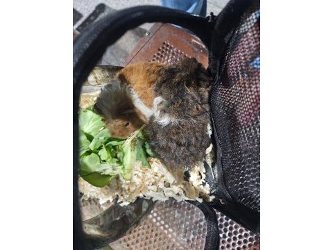 Sütten kesilen ginepigler