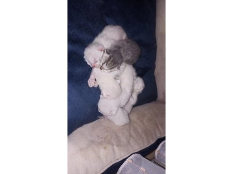 British shorthair blue point bebeklerim