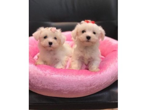 Mükemmel tea cup kore kan maltese terrier yavrularımız