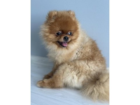 Yavru 2 yaşında erkek pomeranian