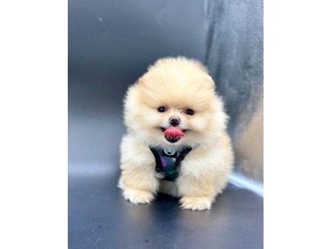 Safkan pomeranian boo bebekler