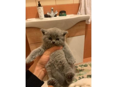 En güzel kediler biziz