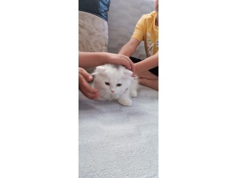 Beyaz alalı çok güzel 3 aylık kedimiz