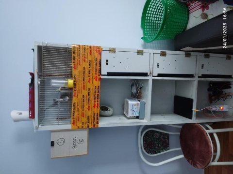 1 dişi ve 1 erkek sultan papağanı