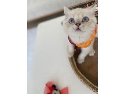 3 aylık kızımız yeni yuvasını arıyor