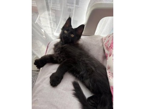 Son kalan 7 parmak erkek maine coon