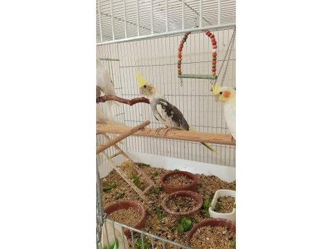 2 aylık sultan papağanı yavrular