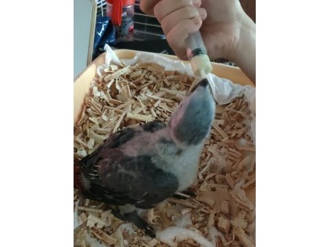 Jumbo boy jako papağanı geni yuvasını arıyor