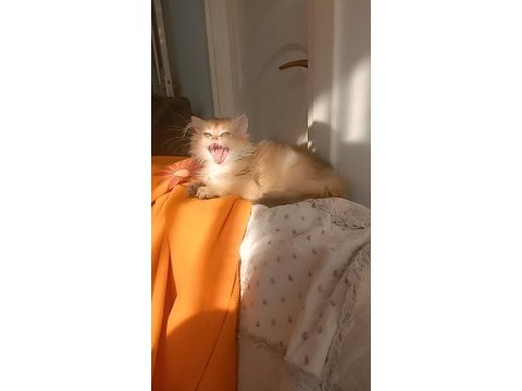 Full şecereli sevgi delisi kucak kedisi