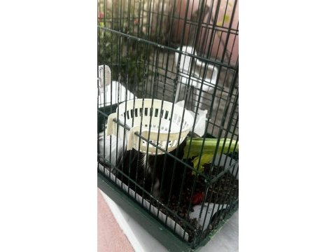 Safkan temiz sakin guinea pig