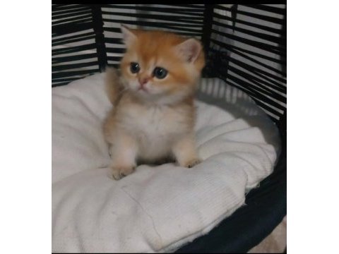 Safkan british shorthair ister şecereli ister şeceresiz