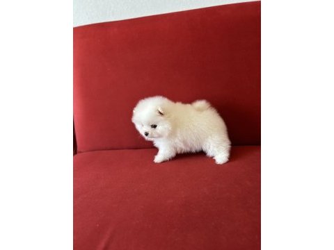 Pomeranian erkek krem