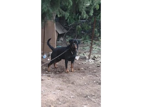 Hatay da rottweiler yavruları