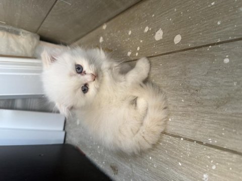 Scottish fold longhair yavrular