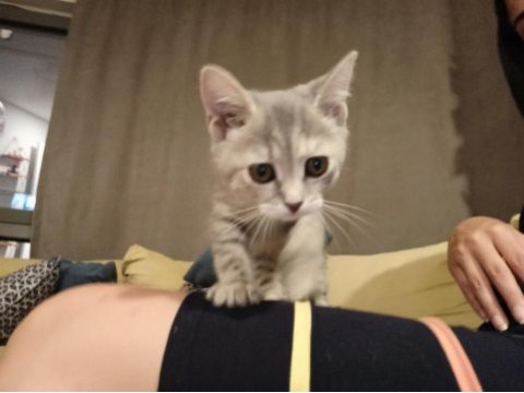 1 aylık cins kedi