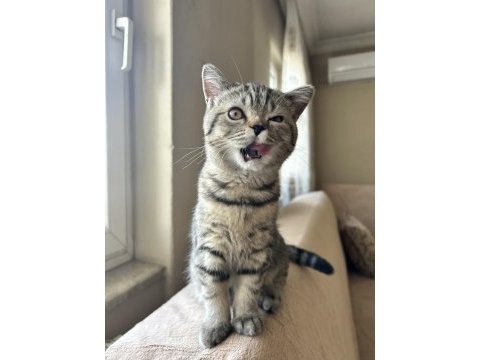 British shorthair tabby yavru