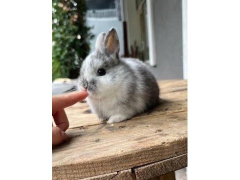Orginal angora tavşanı