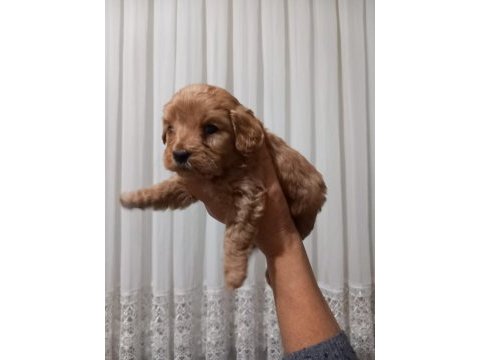 Maltipoo bebekler