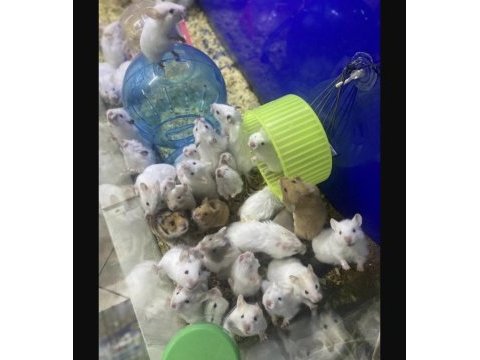 You ask for a hamster well bring it to antalya