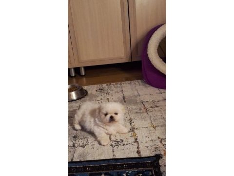 En güzel safkan pekinez yavrular ailelerini arıyor
