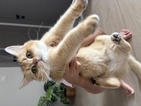18 aylık ny11 dişi british shorthair yuva arıyor