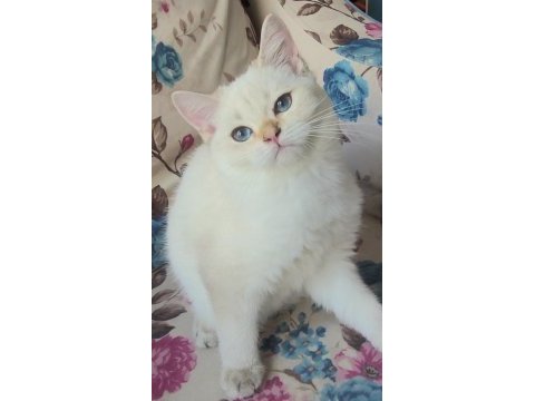 5 british shorthair golden point erkek