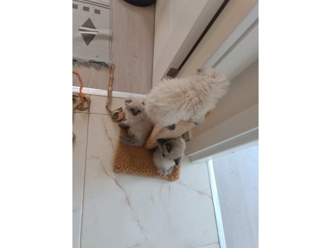 02.08.2024 doğumlu dişi ve erkek yavru kediler safkan
