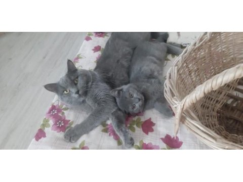 3.5 aylık erkek british shorthair