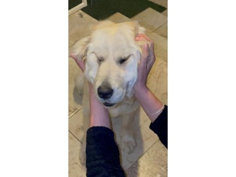 3 yaşında dişi golden retriever