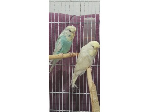 Muhabbet kuşlarımız için ulaşın
