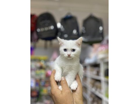 British shorthair prens erkeğimiz
