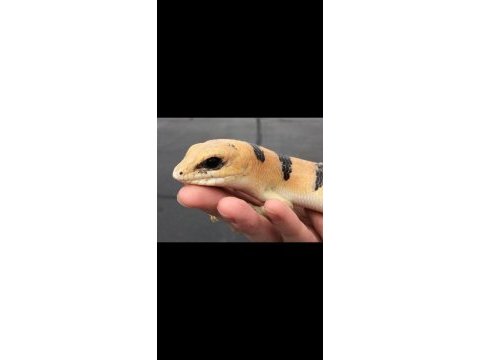 Peters banded skink