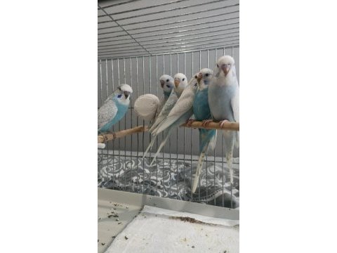 Yavru muhabbet kuşları 2 aylıklar