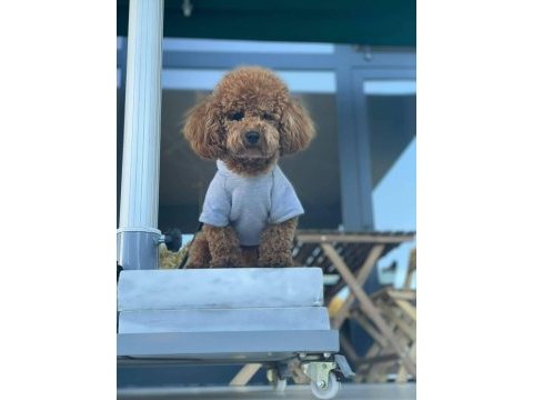 Sevgi ile büyütülen teacup ve toy poodle bebeklerimiz