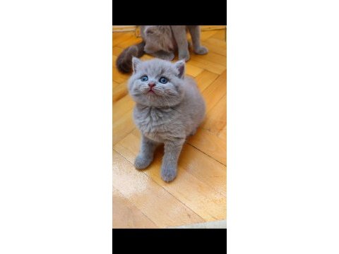 Şekerilinkoo british shorthair