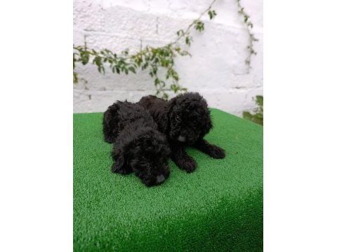 Siyah poodle yavrularımız