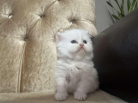 British shorthair kedimiz