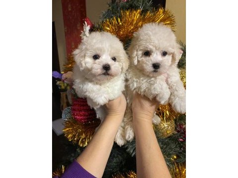 Orjinal bichon frise yavrularımız