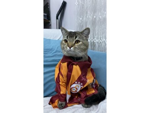 Kedimizi sahiplendiriyoruz
