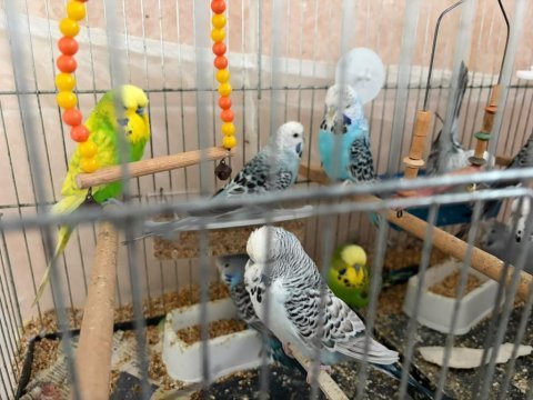 Hazır genç jumbo kuşlar