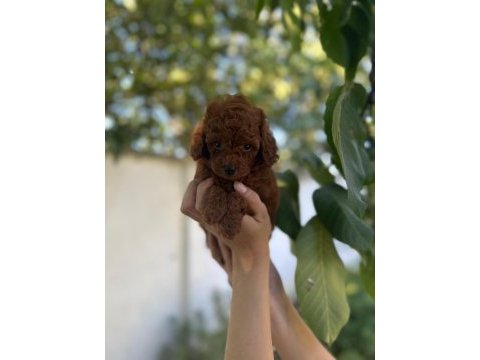 Toy poodle yavrularımız