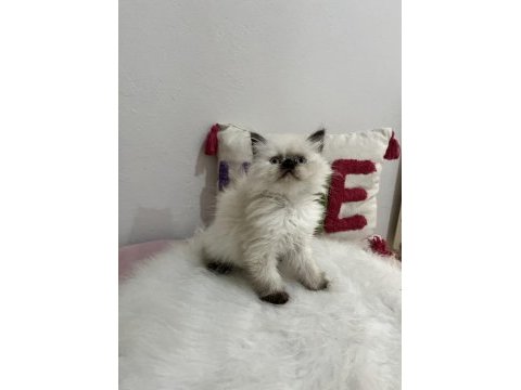 Ev ortamından sağlıklı ve oyuncu british shorthair yavrular