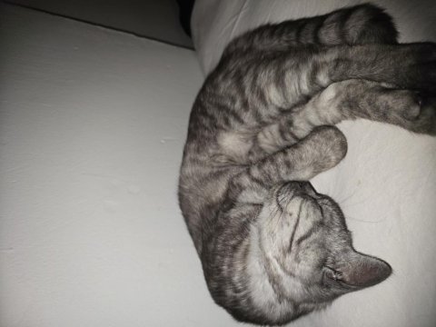 Fıstık 6 aylık erkek bakımlı kedimiz