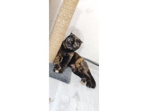 Ücretsiz scottish fold dişi