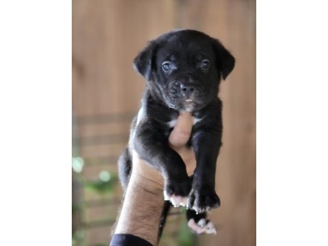 Cane corso yavruları