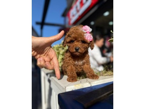 Aşılı toy poodle yavrularımız kampanya