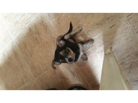 Şivava terrier yavrusu