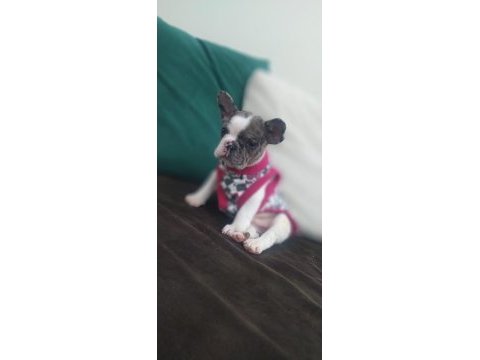 French bulldog