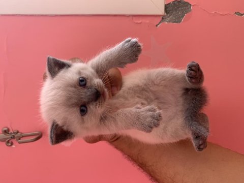 Veteriner hekimden sağlıklı kediler