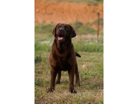 Kıf şecereli çikolata labrador yavrular